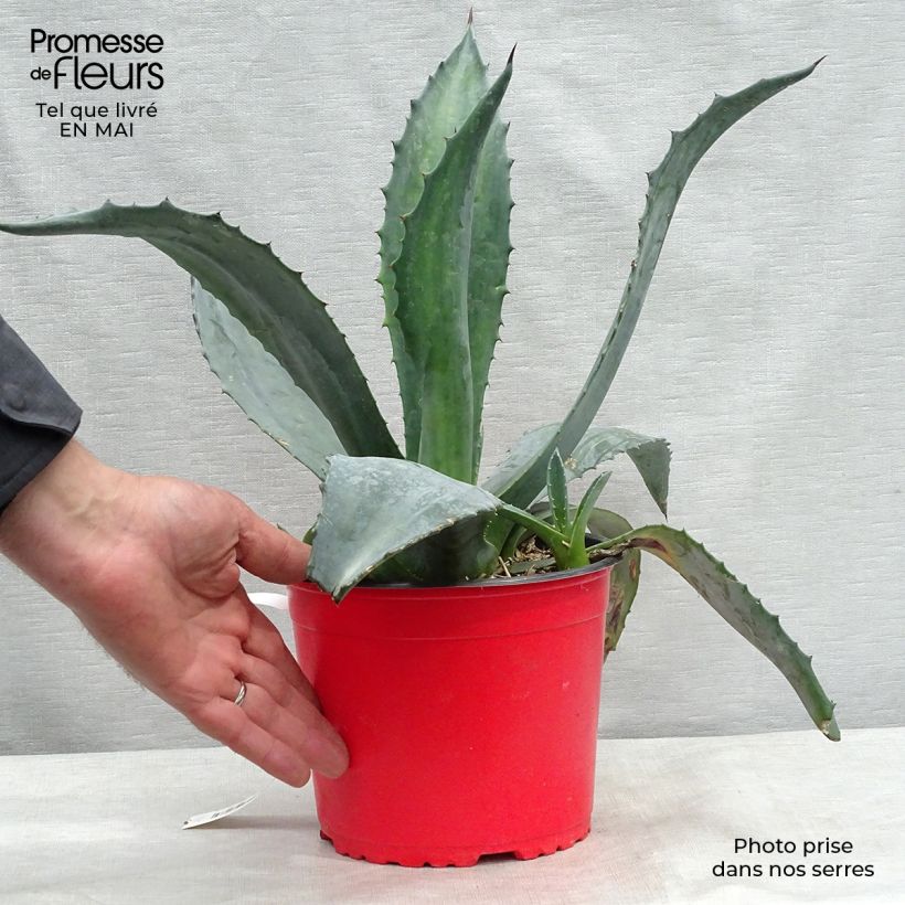 Example of Agave americana - Honderdjarige aloë Pot van 3 l/4 l as you get in printemps