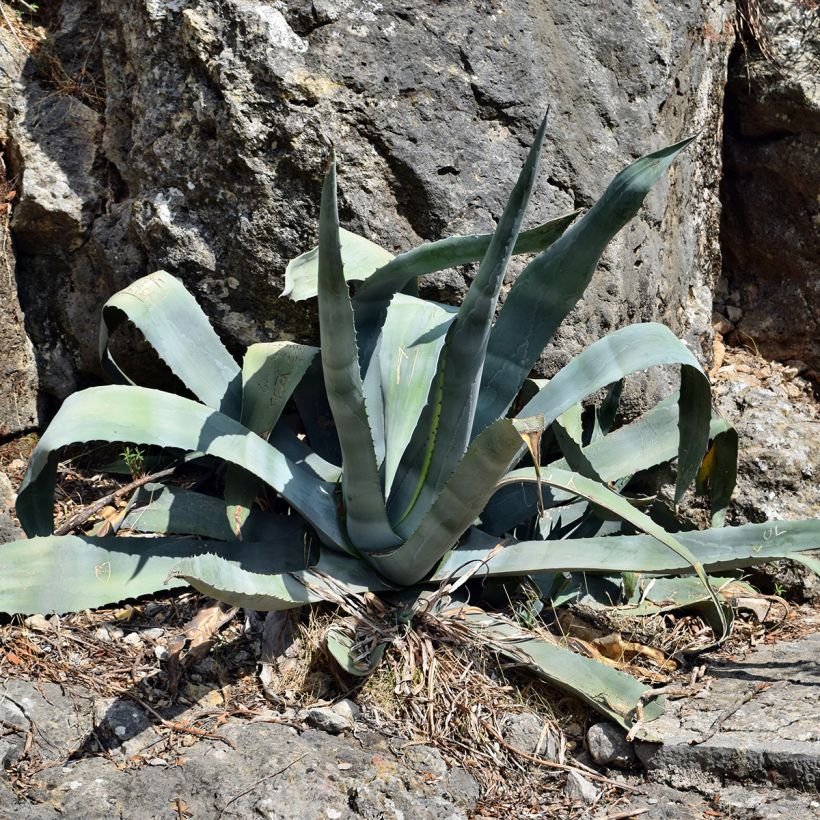 Agave americana - Honderdjarige aloë (Groeiplaats)
