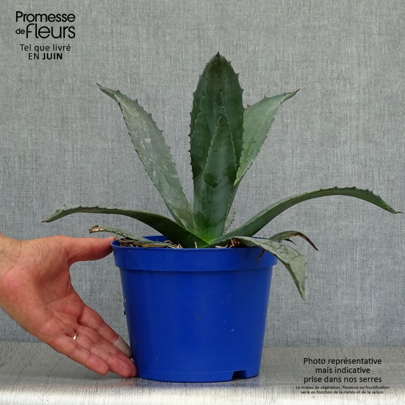 Exemplaar van Agave americana - Honderdjarige aloë Pot van 3 l/4 l zoals geleverd in de zomer