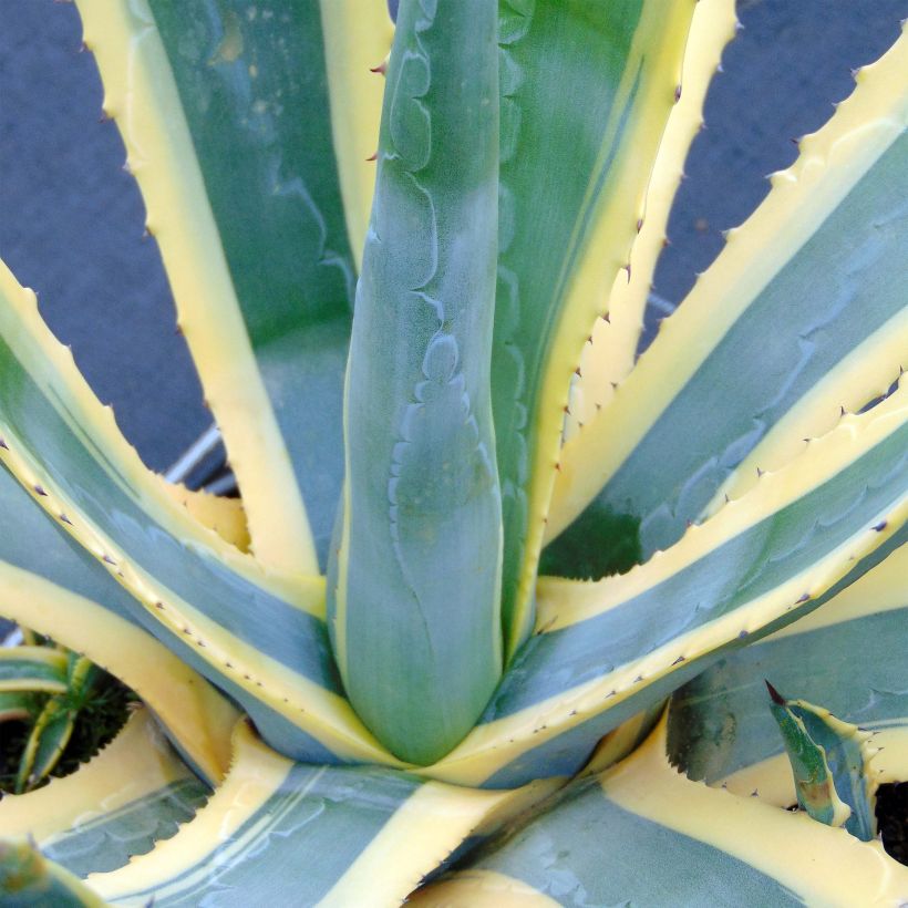 Agave americana Variegata - Honderdjarige aloë (Foliage)