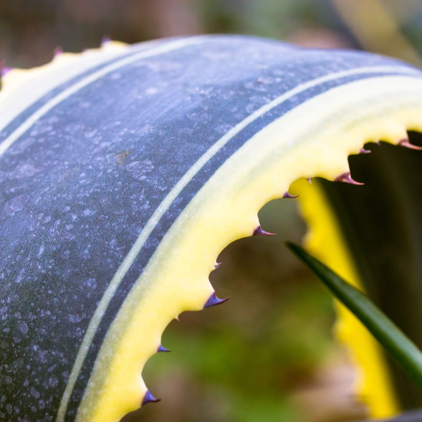 Agave americana Variegata - Honderdjarige aloë (Blad)