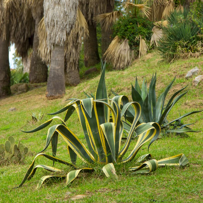 Agave americana Variegata - Honderdjarige aloë (Groeiplaats)