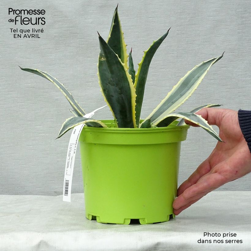 Example of Agave americana Variegata - Honderdjarige aloë Pot van 2 l/3 l as you get in printemps