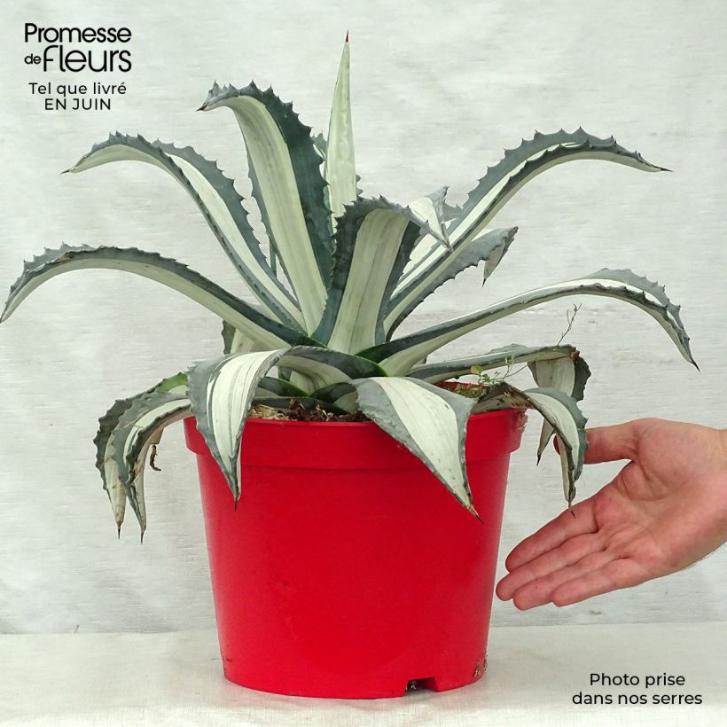 Exemplaar van Agave americana Variegata - Honderdjarige aloë Pot van 7,5 l/10 l zoals geleverd in de zomer