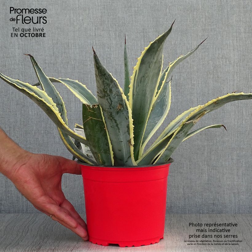 Exemplaar van Agave americana Variegata - Honderdjarige aloë Pot van 2 l/3 l zoals geleverd in de herfst