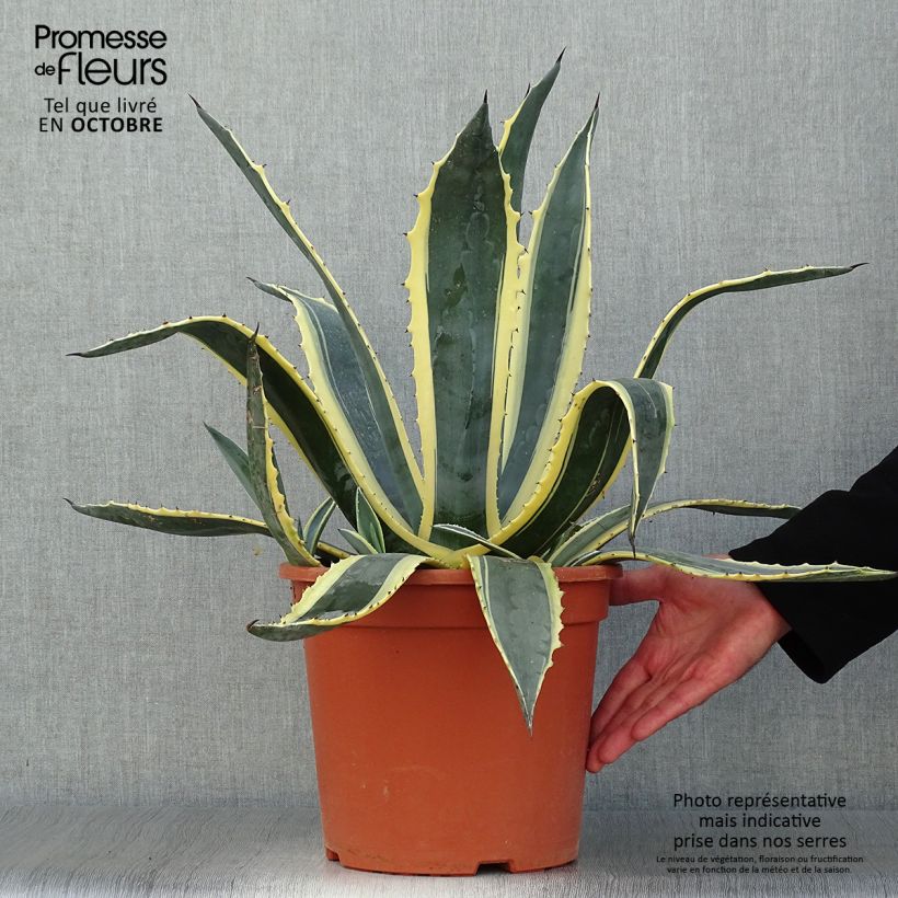 Exemplaar van Agave americana Variegata - Honderdjarige aloë Pot van 7,5 l/10 l zoals geleverd in de herfst