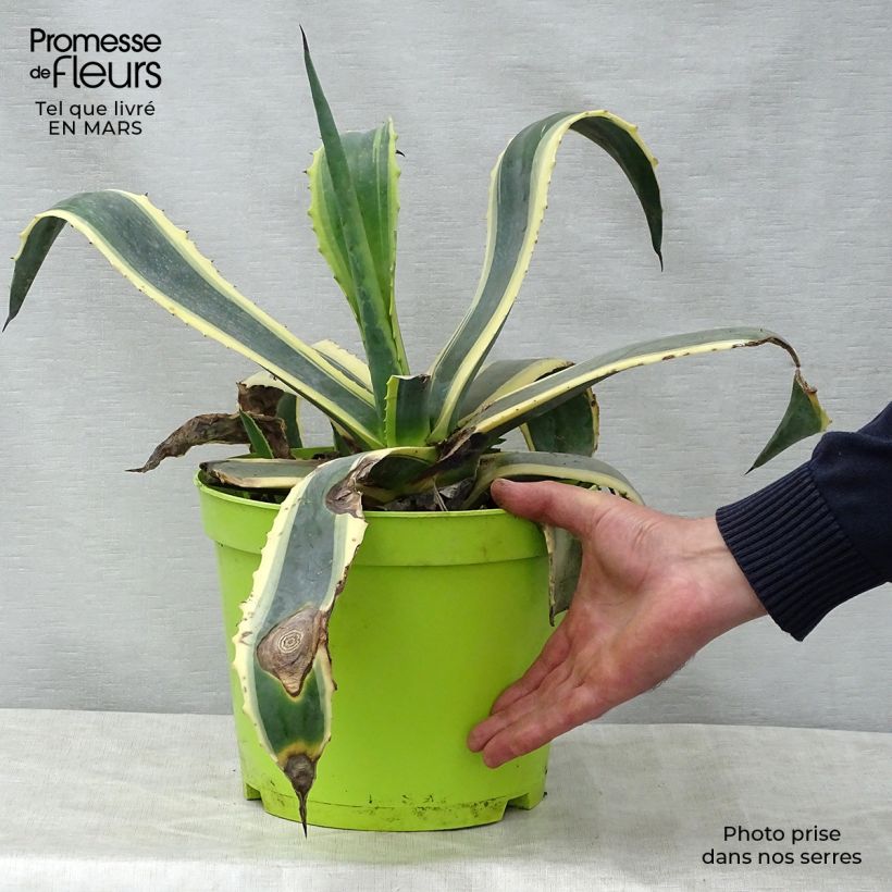 Example of Agave americana Variegata - Honderdjarige aloë Pot van 7,5 l/10 l as you get in printemps
