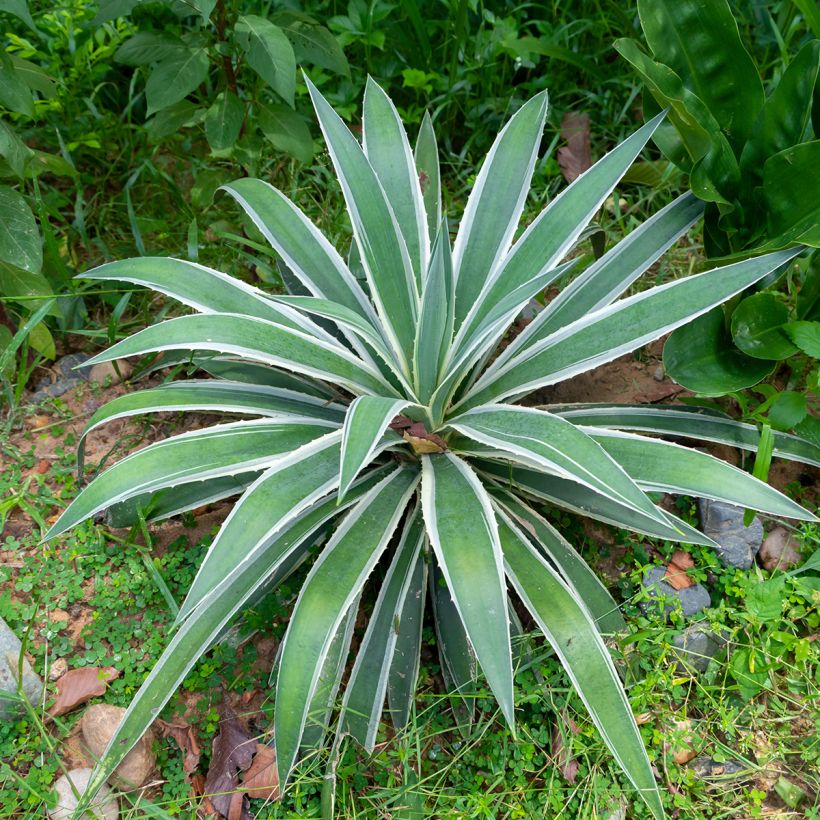 Agave angustifolia Marginata - Salvadoraanse sisal (Groeiplaats)