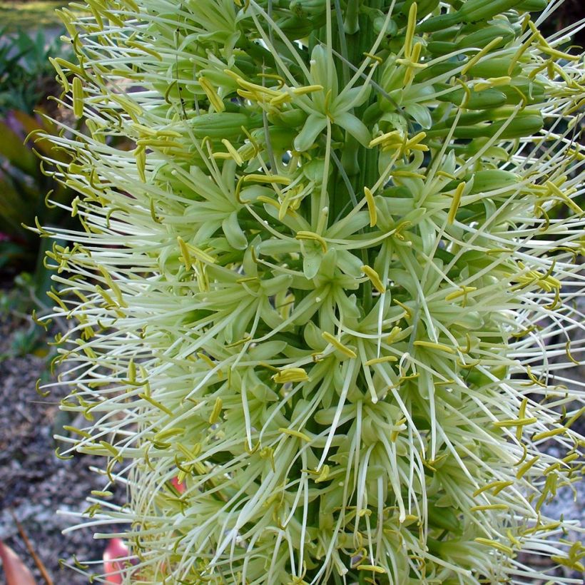 Agave attenuata - Zwanenhalsagave (Bloei)