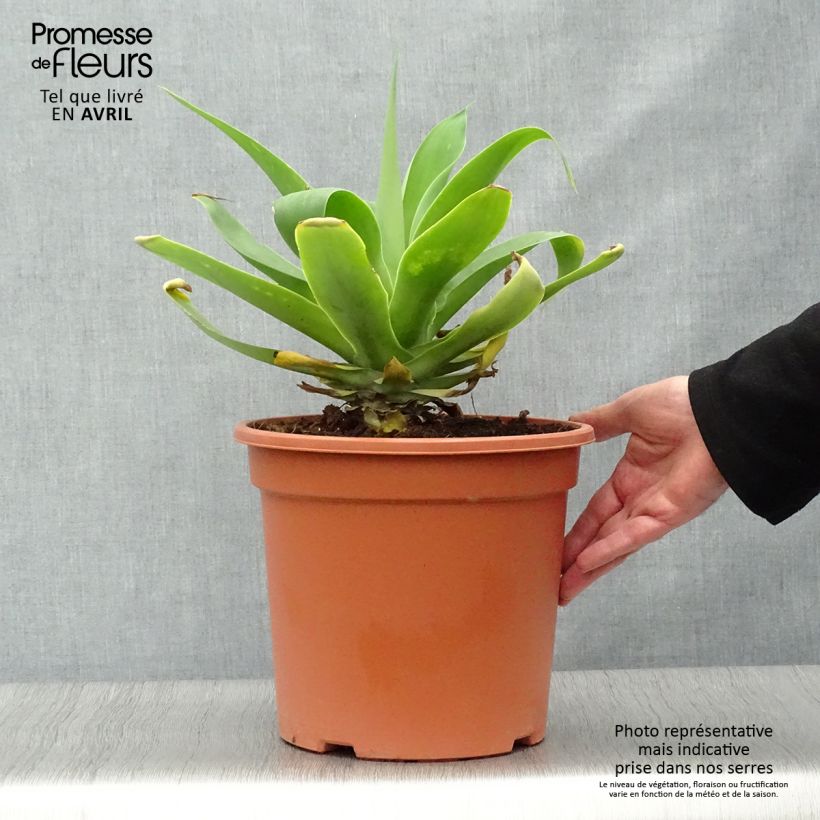 Exemplaar van Agave attenuata - Zwanenhalsagave Pot van 7,5 l/10 l zoals geleverd in de lente