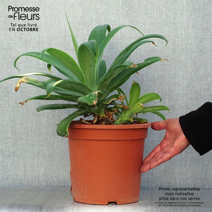Exemplaar van Agave attenuata - Zwanenhalsagave Pot van 7,5 l/10 l zoals geleverd in de herfst