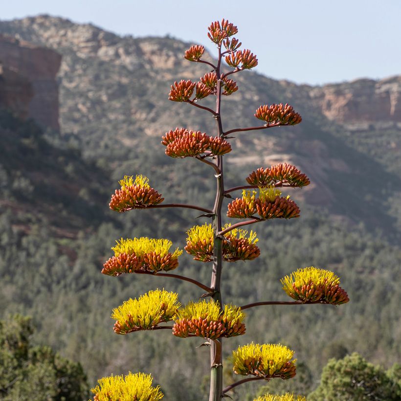 Agave chrysantha - Goudbloemige eeuwplant (Bloei)