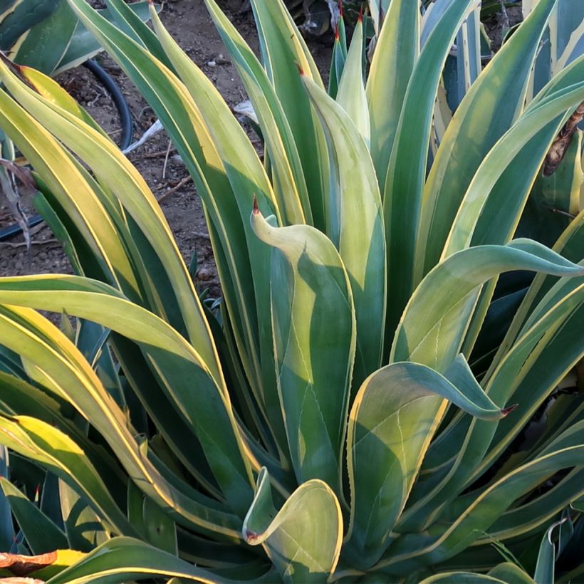 Agave desmetiana Variegata - Kleine honderdjarige aloë (Blad)