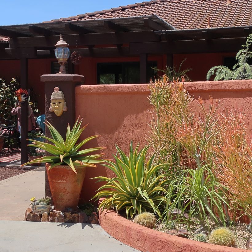 Agave desmetiana Variegata - Kleine honderdjarige aloë (Groeiplaats)