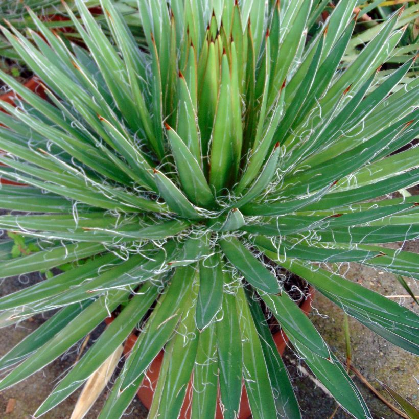 Agave filifera (Blad)