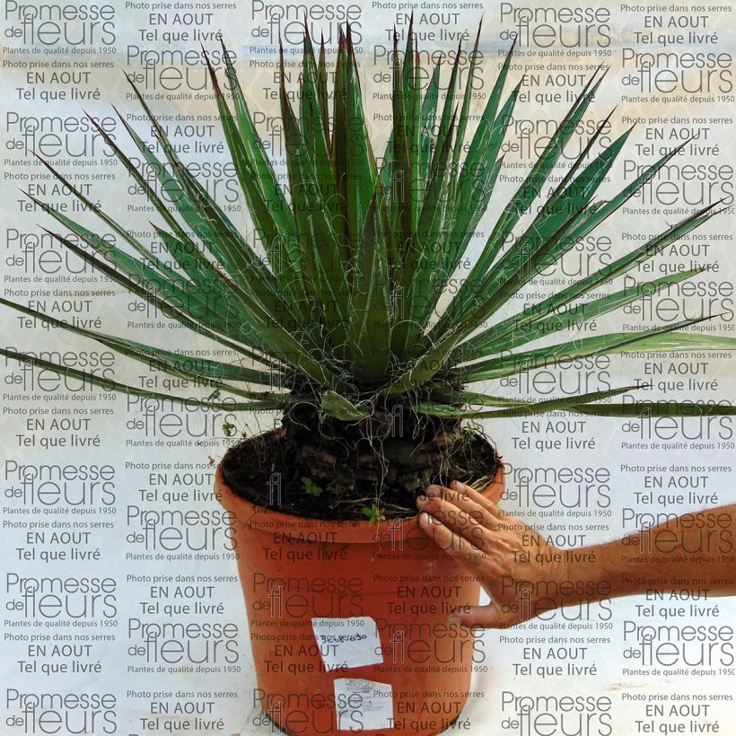Voorbeeld van een exemplaar van Agave filifera Pot van 18 l/20 l zoals geleverd