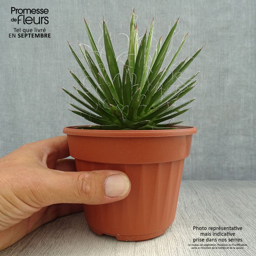 Exemplaar van Agave filifera Kweekpotje van 8/9 cm zoals geleverd in de herfst