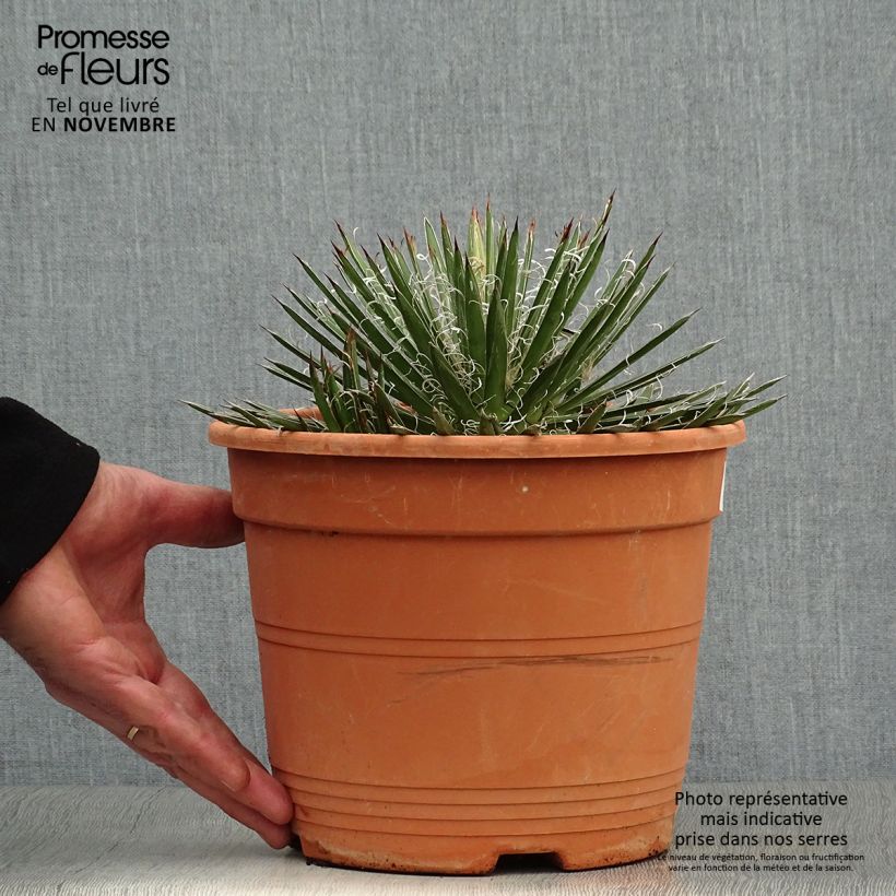 Exemplaar van Agave filifera Pot van 1,5 l/2 l zoals geleverd in de herfst
