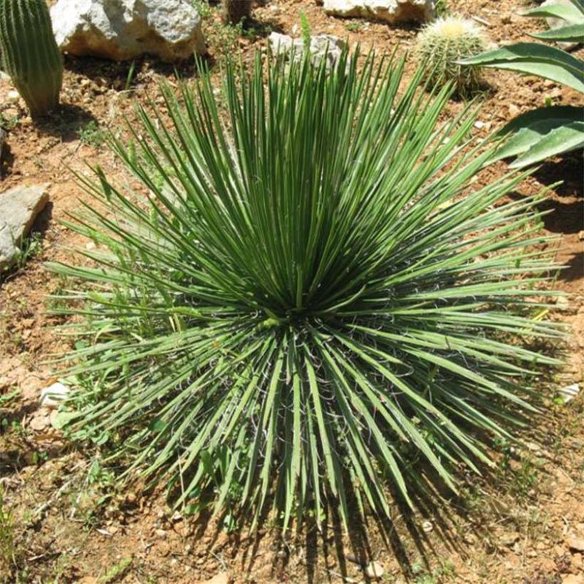 Agave geminiflora - Dubbelbloemige agave (Plant habit)