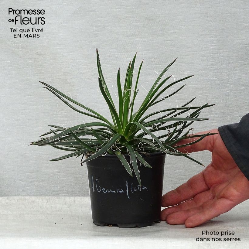 Example of Agave geminiflora - Dubbelbloemige agave Pot van 12 cm / 13 cm as you get in printemps