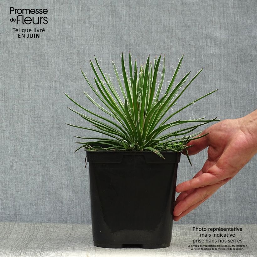 Exemplaar van Agave geminiflora - Dubbelbloemige agave Pot van 2 l/3 l zoals geleverd in de zomer
