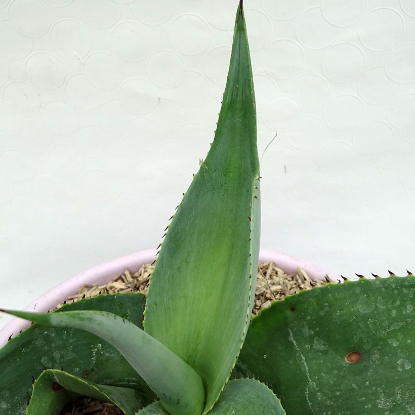 Agave guiengola (Blad)