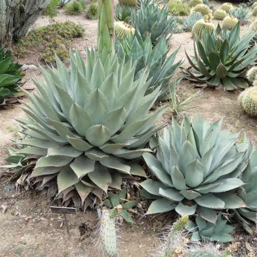 Agave havardiana - Havards Honderdjarige plant (Plant habit)