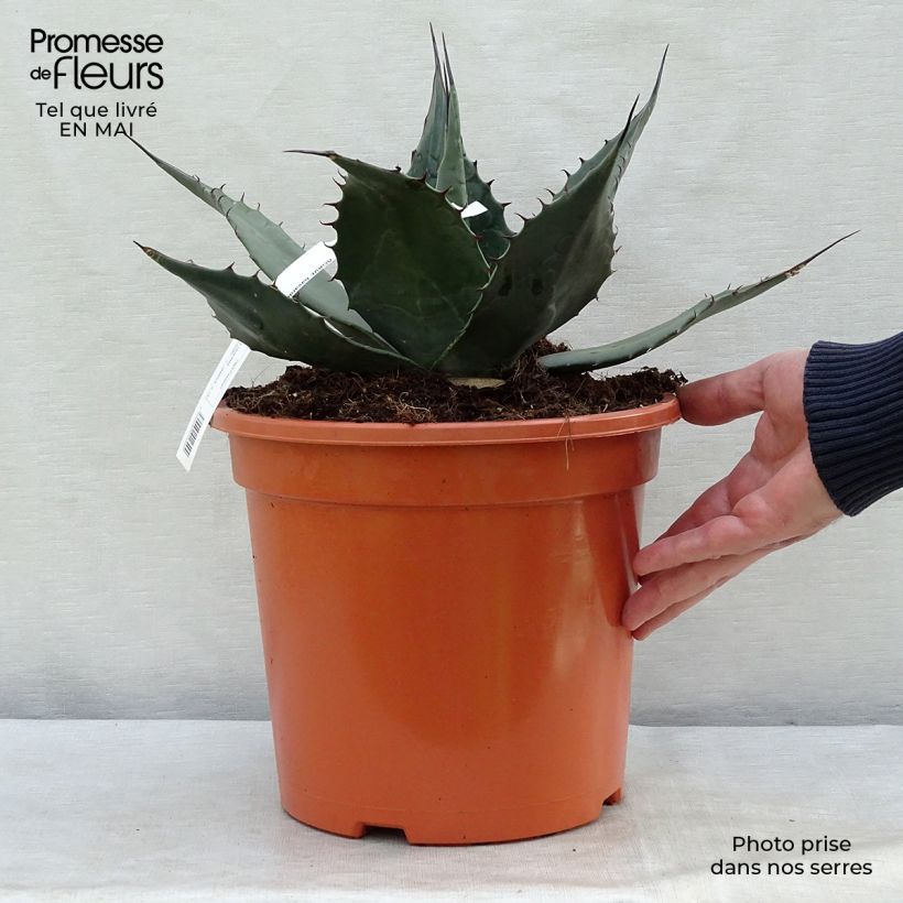 Example of Agave havardiana - Havards Honderdjarige plant Pot van 7,5 l/10 l as you get in printemps