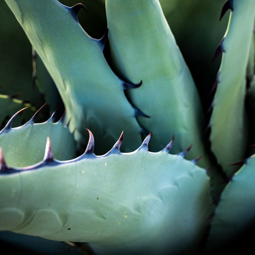 Agave havardiana - Havards Honderdjarige plant (Blad)