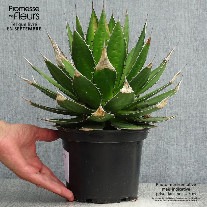 Exemplaar van Agave horrida Pot van 3 l/4 l zoals geleverd in de zomer