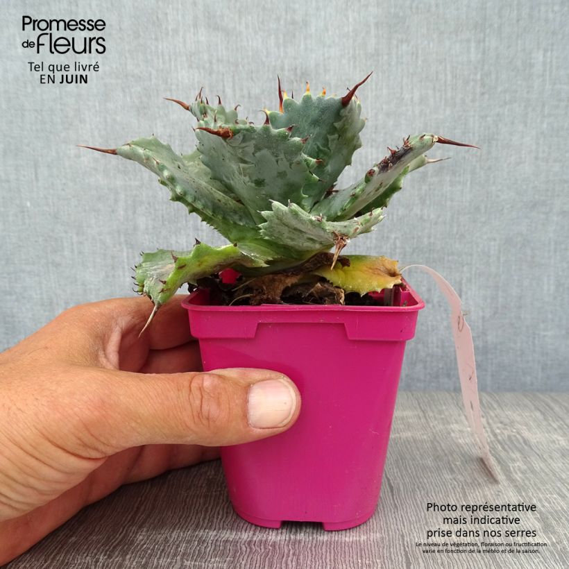 Exemplaar van Agave isthmensis Pot van 10 cm/11 cm zoals geleverd in de zomer
