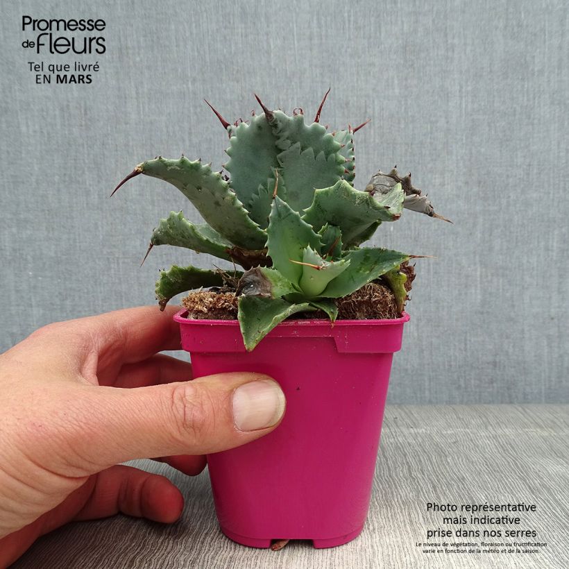 Exemplaar van Agave isthmensis Pot van 10 cm/11 cm zoals geleverd in de lente
