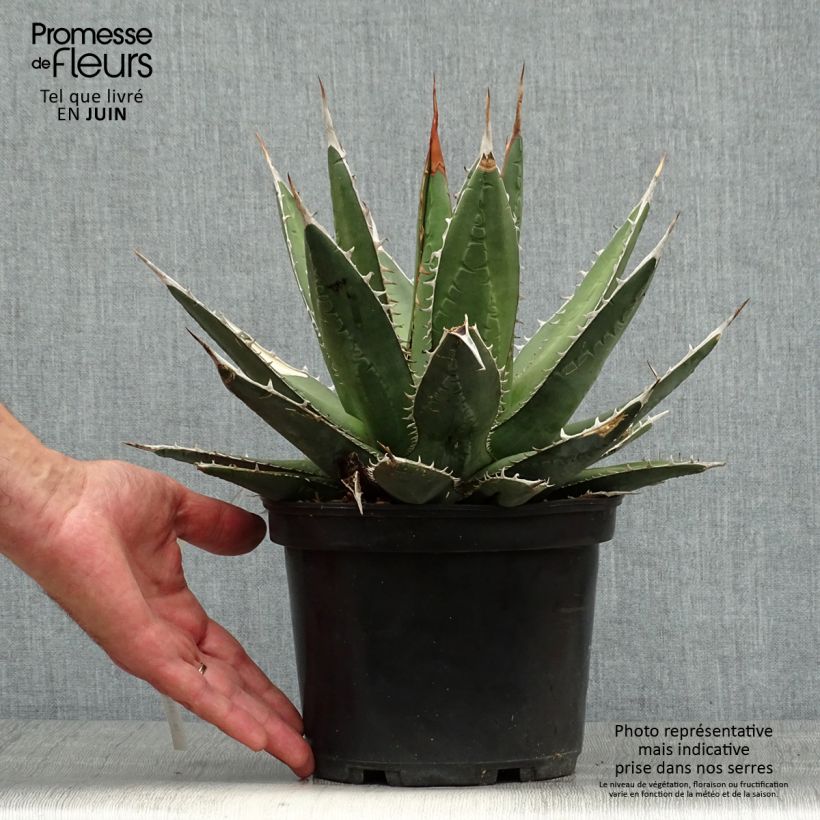 Exemplaar van Agave kerchovei Pot van 3 l/4 l zoals geleverd in de zomer