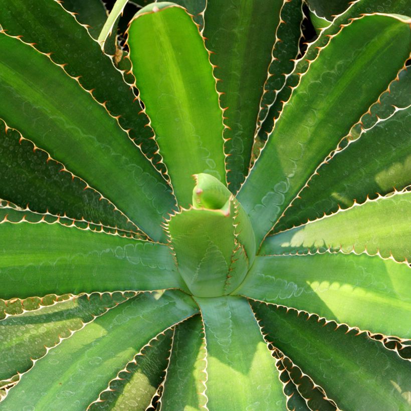 Agave lophantha - Doornkraag agave (Blad)