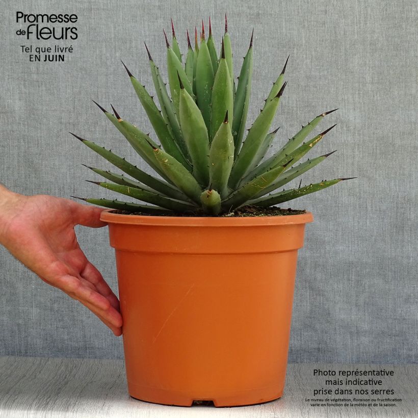 Exemplaar van Agave macroacantha - Zwartstekelige agave Pot van 7,5 l/10 l zoals geleverd in de zomer