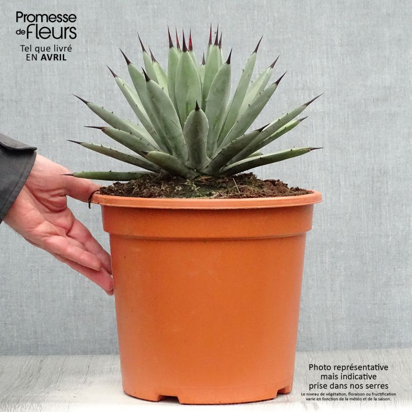 Exemplaar van Agave macroacantha - Zwartstekelige agave Pot van 7,5 l/10 l zoals geleverd in de lente