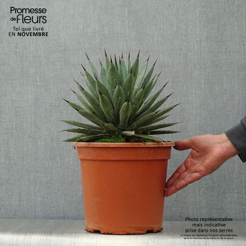 Exemplaar van Agave macroacantha - Zwartstekelige agave Pot van 7,5 l/10 l zoals geleverd in de herfst