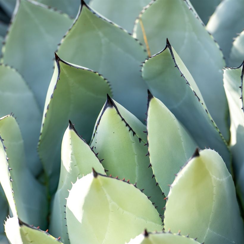 Agave macroacantha - Zwartstekelige agave (Blad)