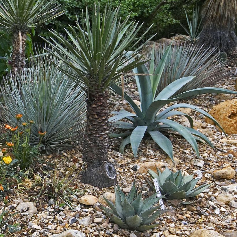 Agave macroacantha - Zwartstekelige agave (Groeiplaats)