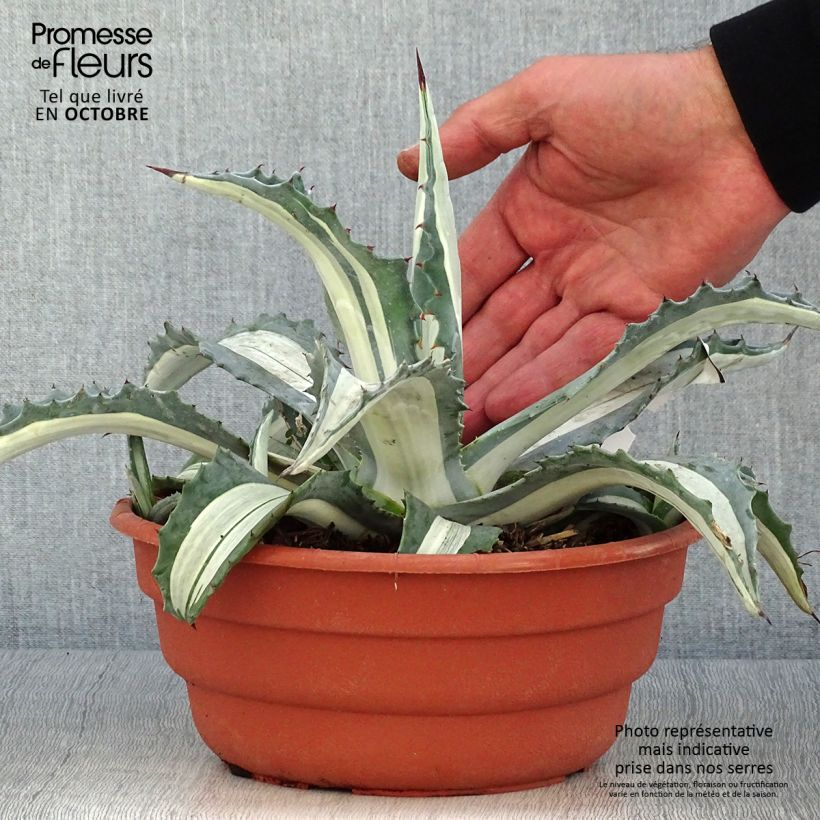 Exemplaar van Agave Mediopicta Alba - Honderdjarige aloë Pot van 2 l/3 l zoals geleverd in de herfst