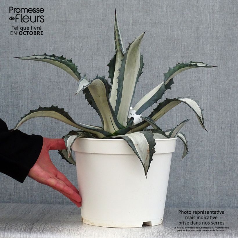 Exemplaar van Agave Mediopicta Alba - Honderdjarige aloë Pot van 7,5 l/10 l zoals geleverd in de herfst