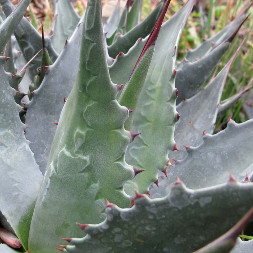 Agave montana - Berg Agave (Blad)