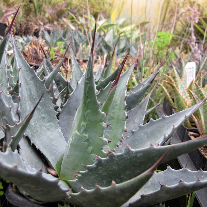 Agave montana - Berg Agave (Groeiplaats)