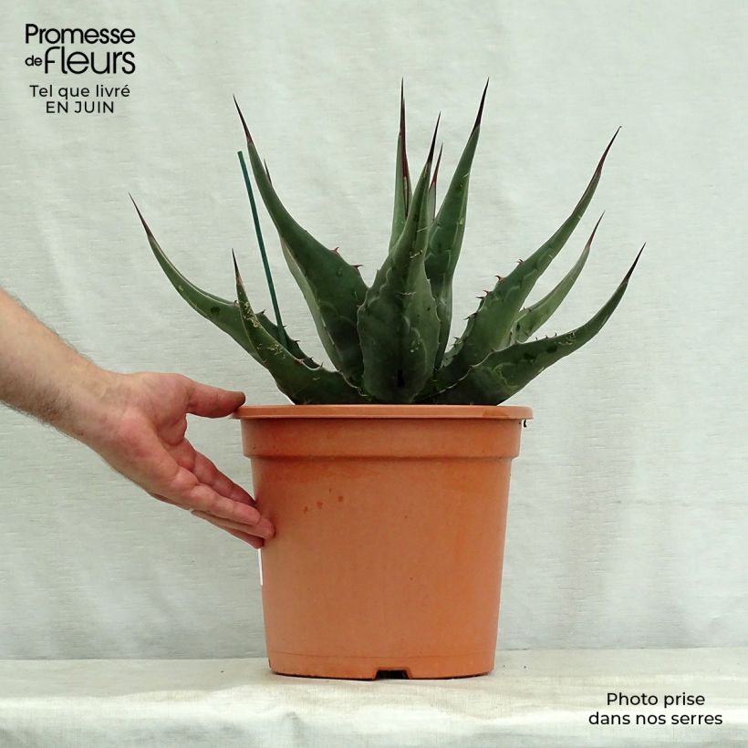 Exemplaar van Agave montana - Berg Agave Pot van 7,5 l/10 l zoals geleverd in de zomer
