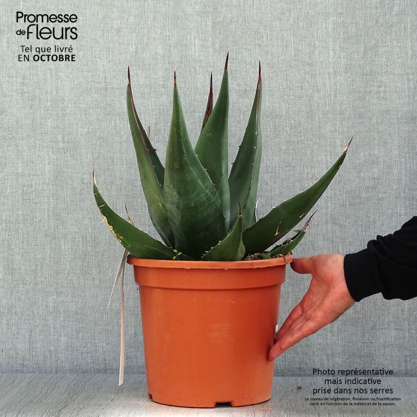 Exemplaar van Agave montana - Berg Agave Pot van 7,5 l/10 l zoals geleverd in de herfst