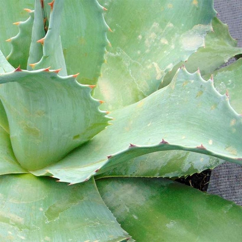Agave ovatifolia - Walvis Tong Agave (Foliage)
