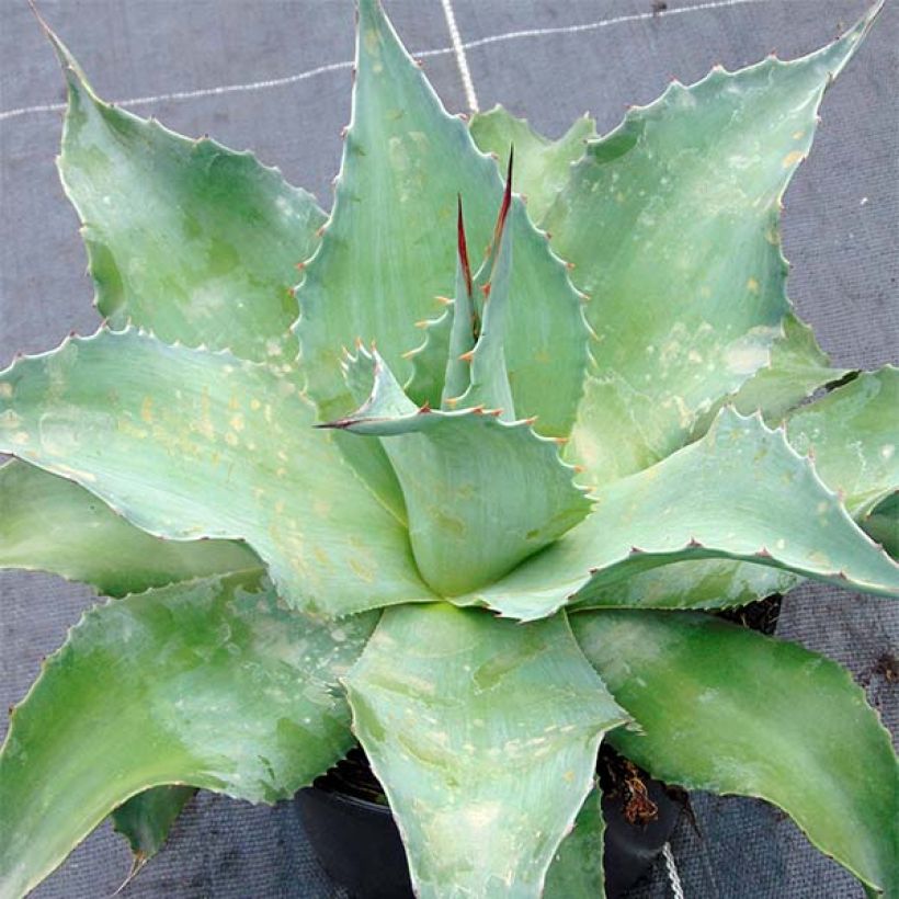 Agave ovatifolia - Walvis Tong Agave (Plant habit)