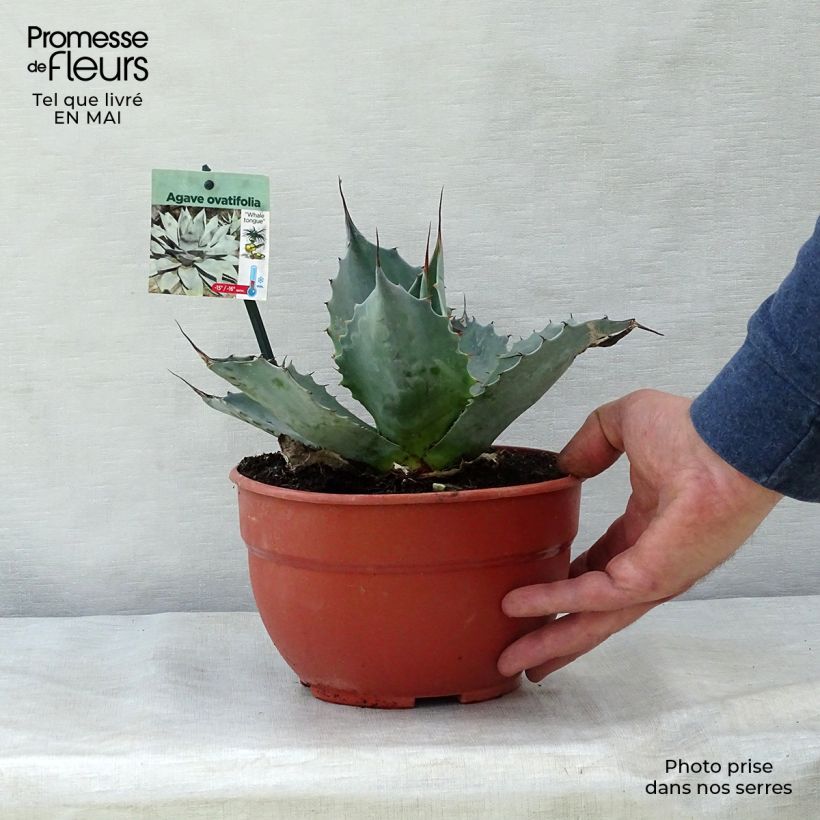 Example of Agave ovatifolia - Walvis Tong Agave Pot van 3 l/4 l as you get in printemps
