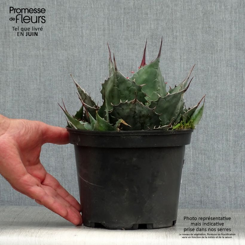 Exemplaar van Agave parrasana Pot van 3 l/4 l zoals geleverd in de zomer