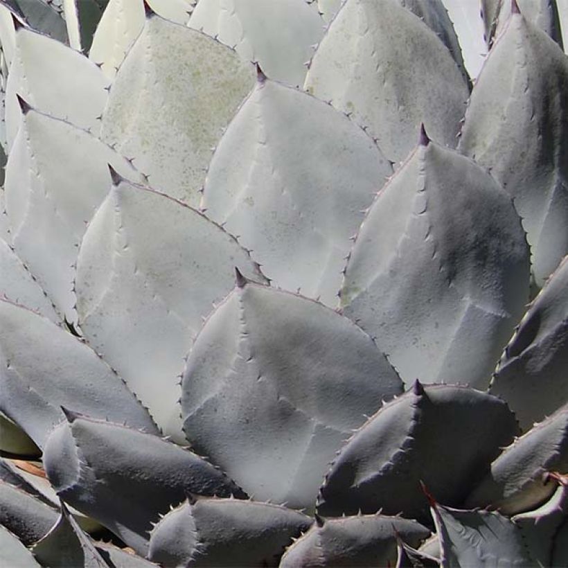 Agave parryi huachucensis - Artisjok Agave (Blad)